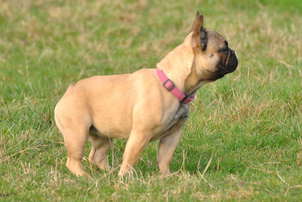 Romy