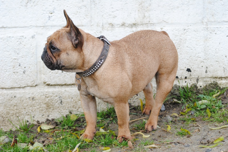 Greta ( dit geoy)