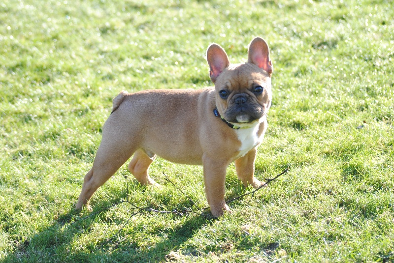 Mylo