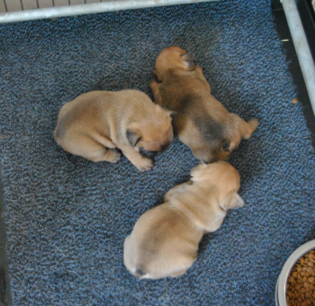 Chiot Bouledogue français du Domaine de Jamana