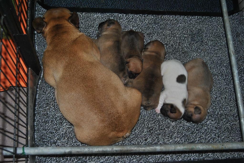 Chiot Bouledogue français du Domaine de Jamana